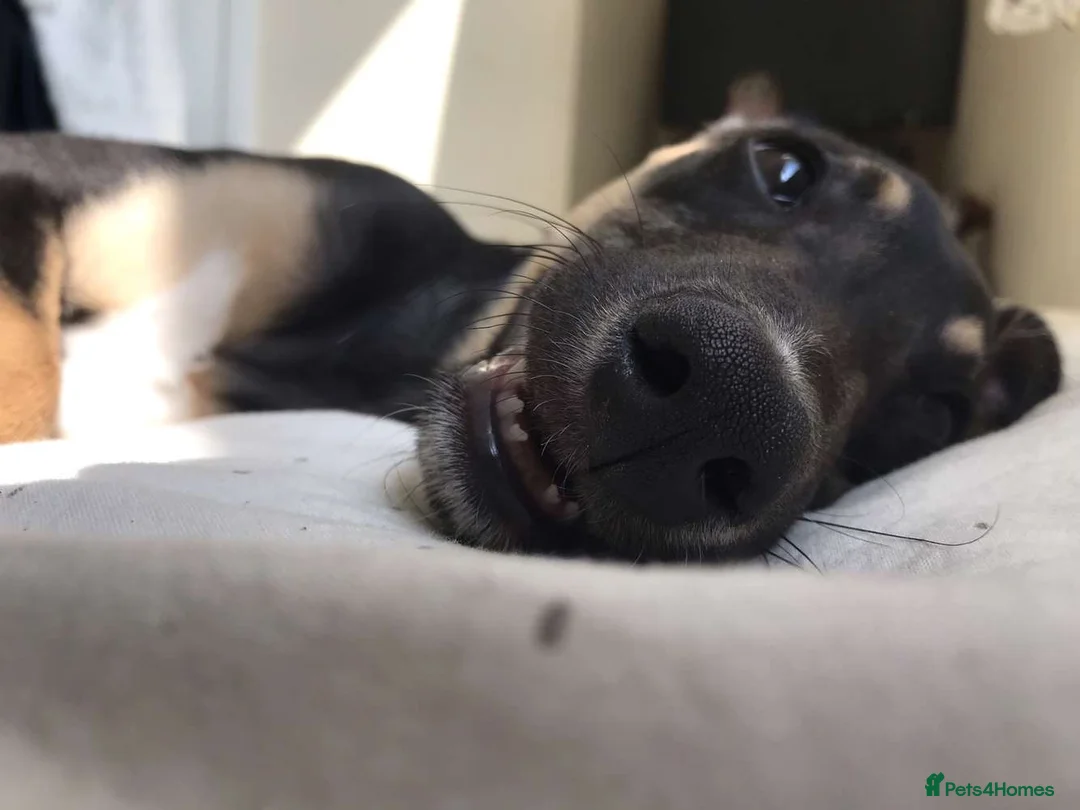 Mixed Breed dogs for stud: greyhound/whippet looking for a home in London - Advert 2