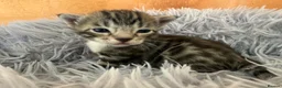 Bengal cats for sale: Beautiful half Bengal kittens - Advert 17