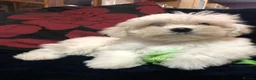 Mixed Breed dogs for sale: shihtzu / bichon x maltese  - Advert 19