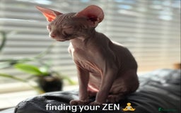 Sphynx cats for sale: Hairless kittens sphinx - Image 14