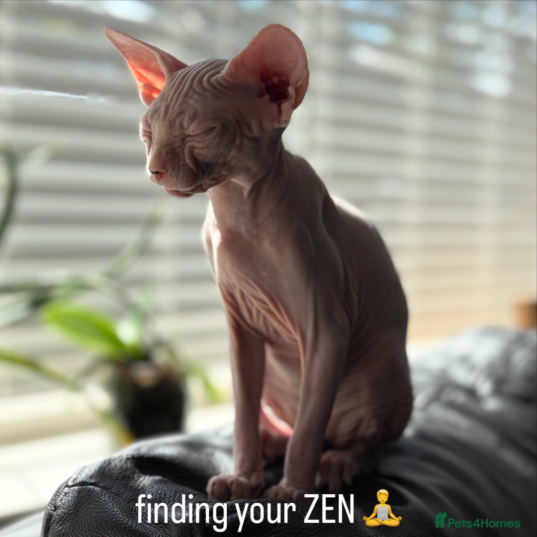 Sphynx cats for sale: Hairless kittens sphinx - Image 14