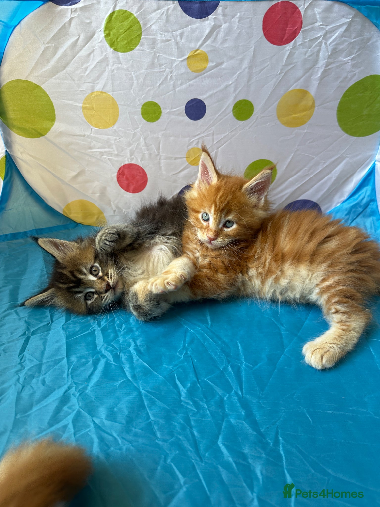 Maine Coon cats Maine Coon Kittens - Advert 1