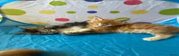 Maine Coon cats for sale: Maine Coon Kittens in Cambridge - Advert 1