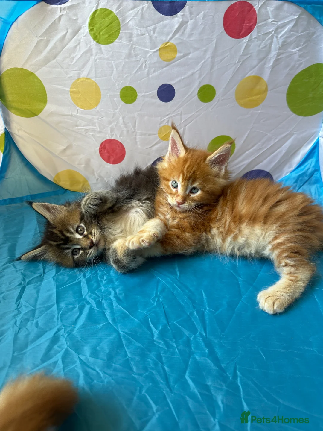 Maine Coon cats for sale: Maine Coon Kittens in Cambridge - Advert 1