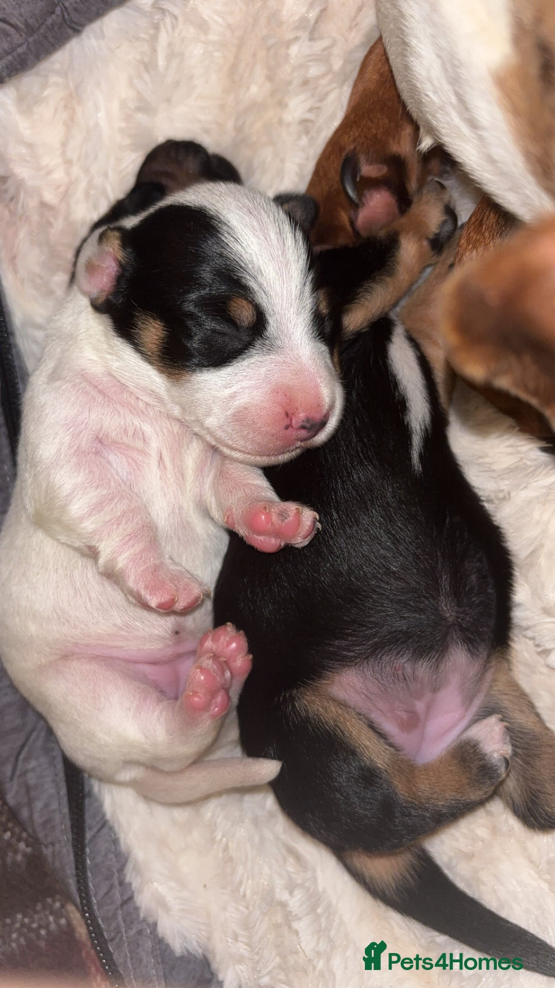 Dachshund dogs for sale: Dachshund-miniature  - Advert 3