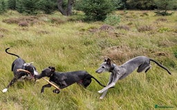 Whippet dogs for stud: Classy Smart Blue Boy 19.5tts.Sportingbred. - Image 31