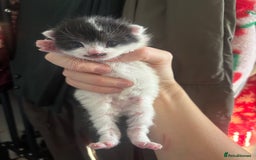 Mixed Breed cats for sale: Beautiful Black & White Kittens - Advert 6