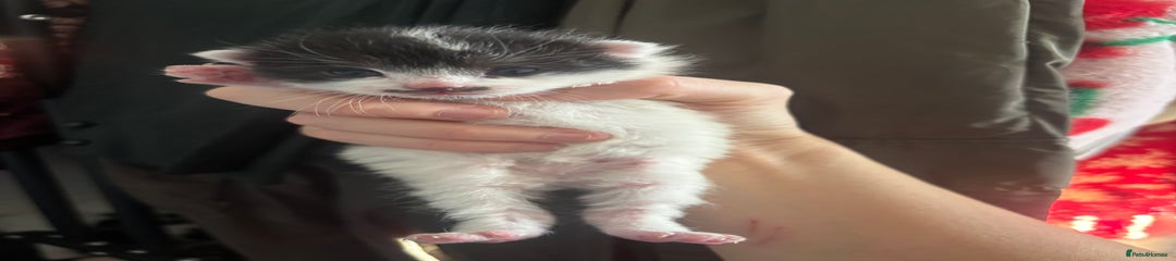 Mixed Breed Kitten 2