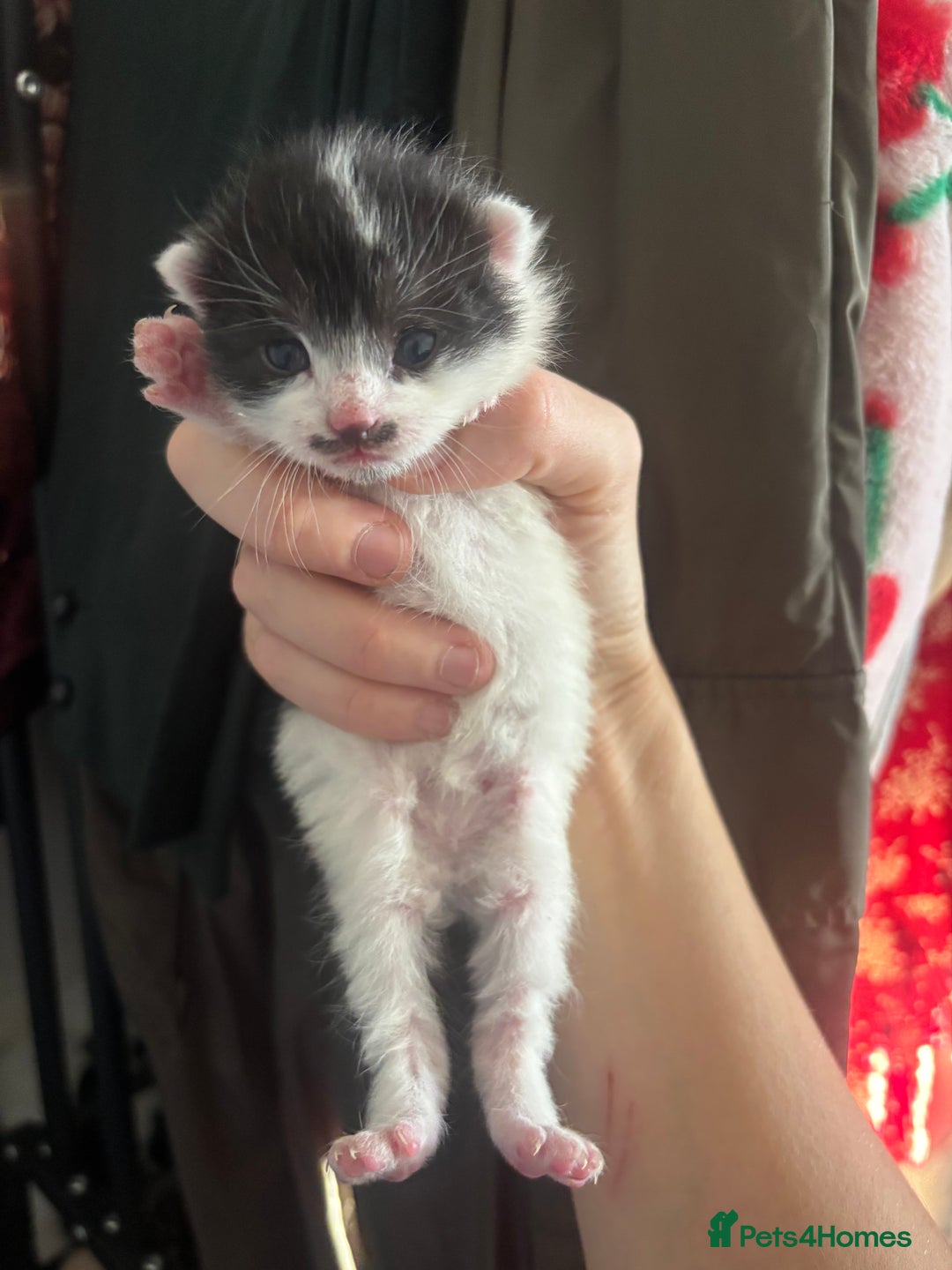 Mixed Breed cats for sale: Beautiful Black & White Kittens - Advert 6