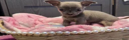 Chihuahua dogs for sale: Full chihuahua puppies  - Advert 7
