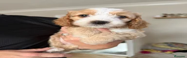 Cockapoo 3
