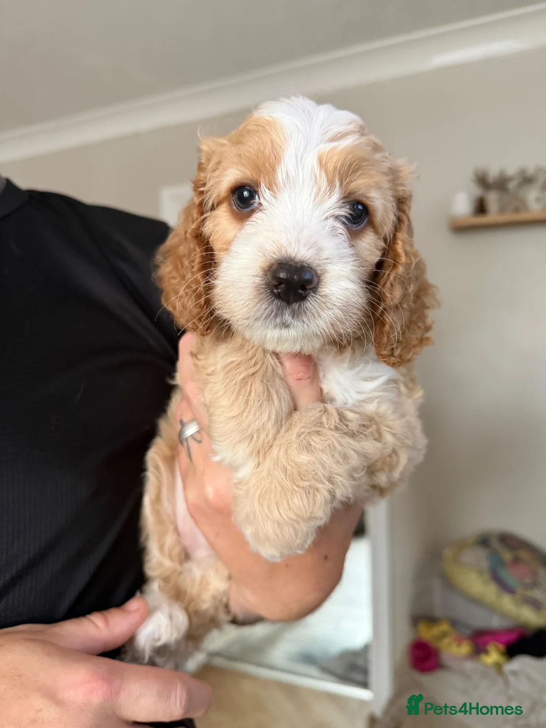 Cockapoo dogs for sale: Toffees 3 little beauties 🧡 - Advert 8