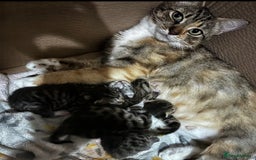 British Shorthair cats for sale: Gorgeous kittens ready soon 3 girls 😍 - Image 8