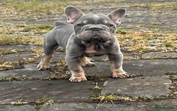 French Bulldog dogs for stud: Visual Big 🧶 Fluffy Stud in Abertillery - Image 18