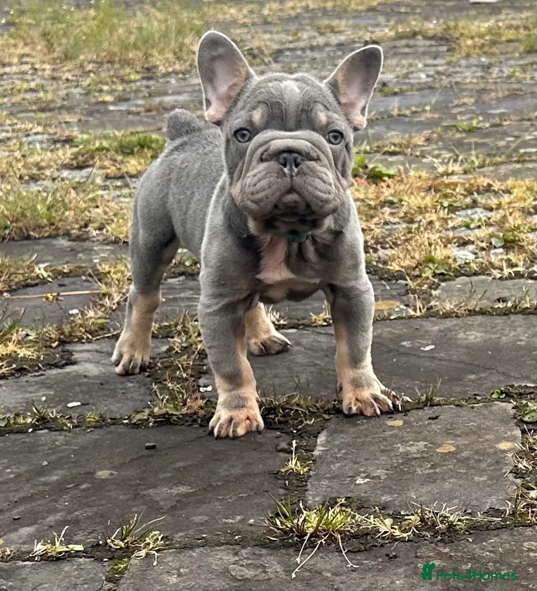 French Bulldog dogs for stud: Visual Big 🧶 Fluffy Stud in Abertillery - Advert 18