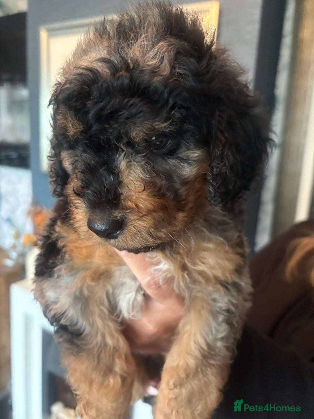 Cockapoo dogs for sale: 2 Male F2 Rare Merle Cockapoo Pups - Advert 9