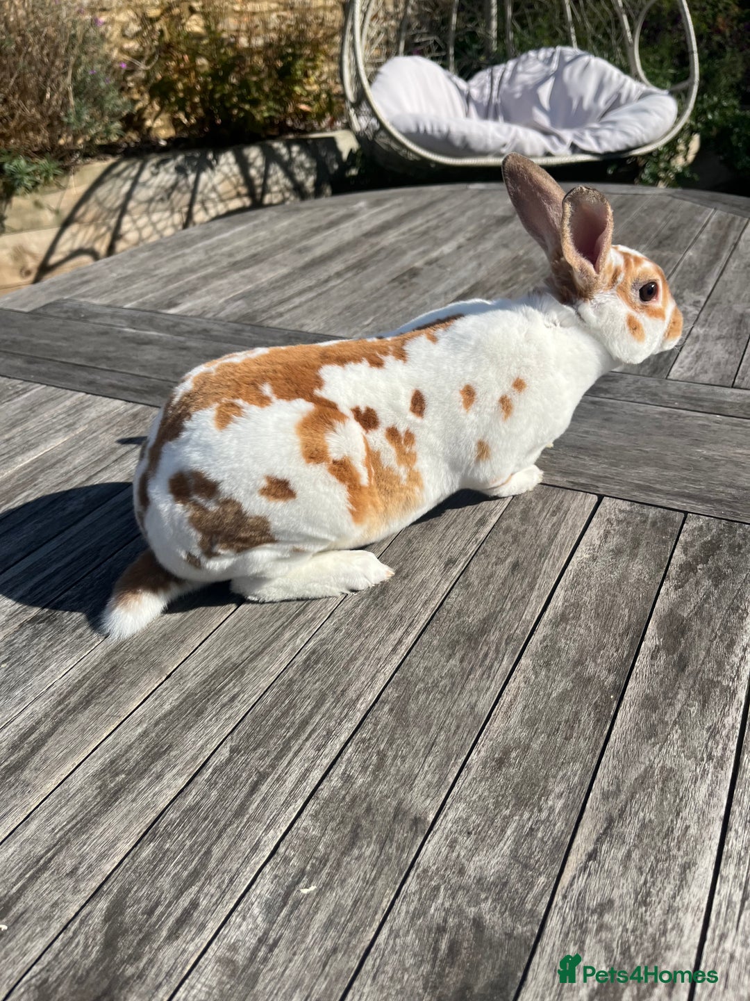 Rex rabbits for sale: Male Rex bunny - Advert 3