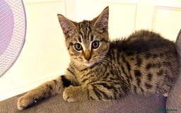 Bengal cats for sale: Gorgeous bengal boy for sale READY NOW!!! - Image 1