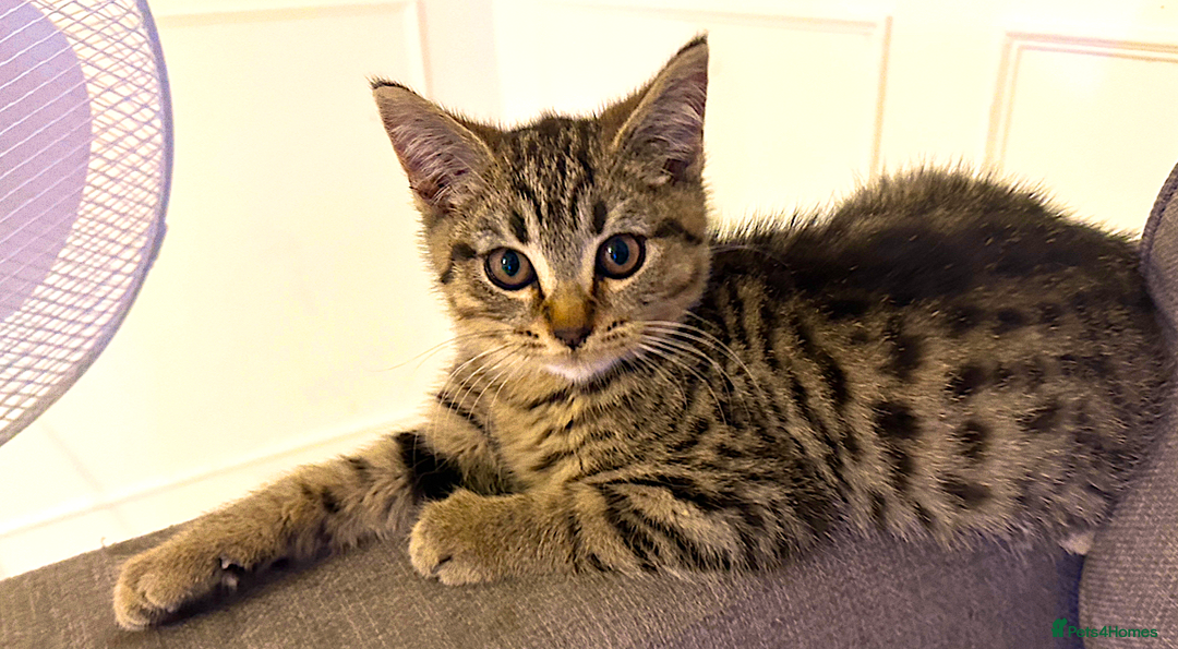 Bengal cats for sale: Gorgeous bengal boy for sale READY NOW!!! - Image 1