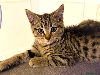 Bengal cats - Advert 2