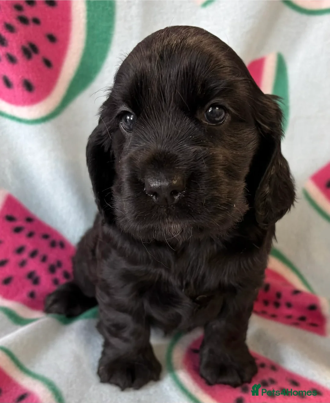Cocker Spaniel dogs for sale: Stunning show type cocker spaniels - Advert 2