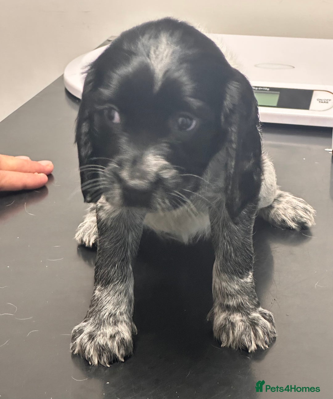 English Springer Spaniel dogs for sale: 2 springer spaniel puppies for sale  in Preston - Image 31