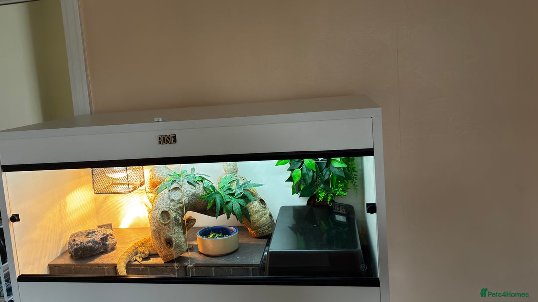 Bearded Dragon reptiles for sale: Beautiful Female bearded dragon with full set up  - Advert 19