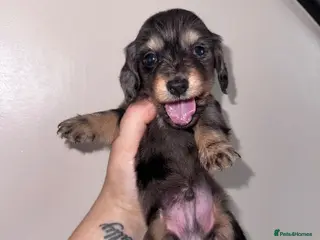 Miniature Dachshund dogs Miniature long haired dachounds - Advert 1
