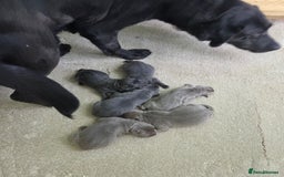 Labrador Retriever dogs for sale: 🩶 beautiful silver/Charcoal KC reg puppies 🩶 - Image 8