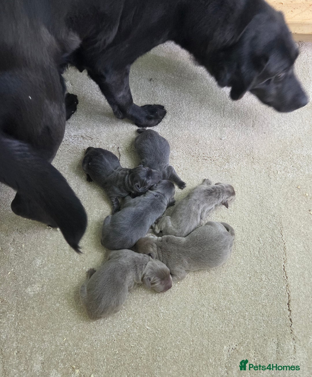 Labrador Retriever dogs for sale: 🩶 beautiful silver/Charcoal KC reg puppies 🩶 - Image 8