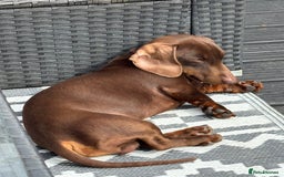Miniature Dachshund dogs for stud: Mini Dachshund PROVEN LITTERS!  in Woking - Image 1
