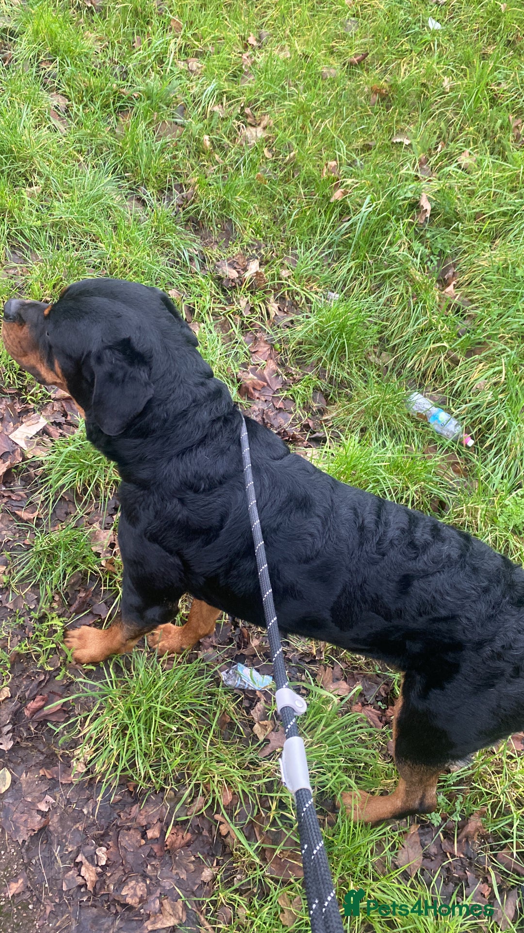 Rottweiler dogs for sale: Beautiful Rottweiler  - Advert 3