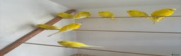 Budgerigars birds for sale: Lutino budgerigars  - Advert 3