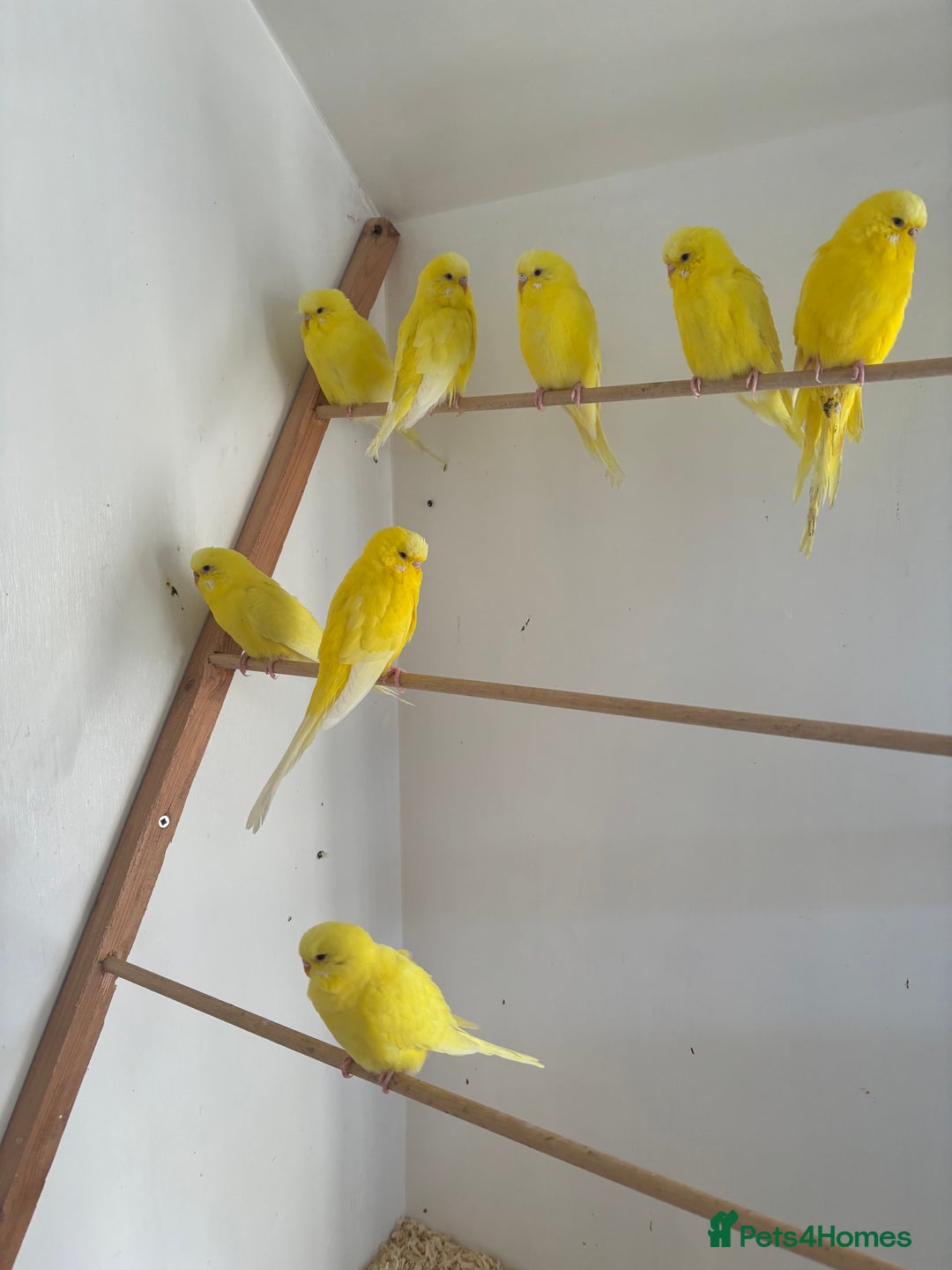 Budgerigars birds for sale: Lutino budgerigars  - Advert 3