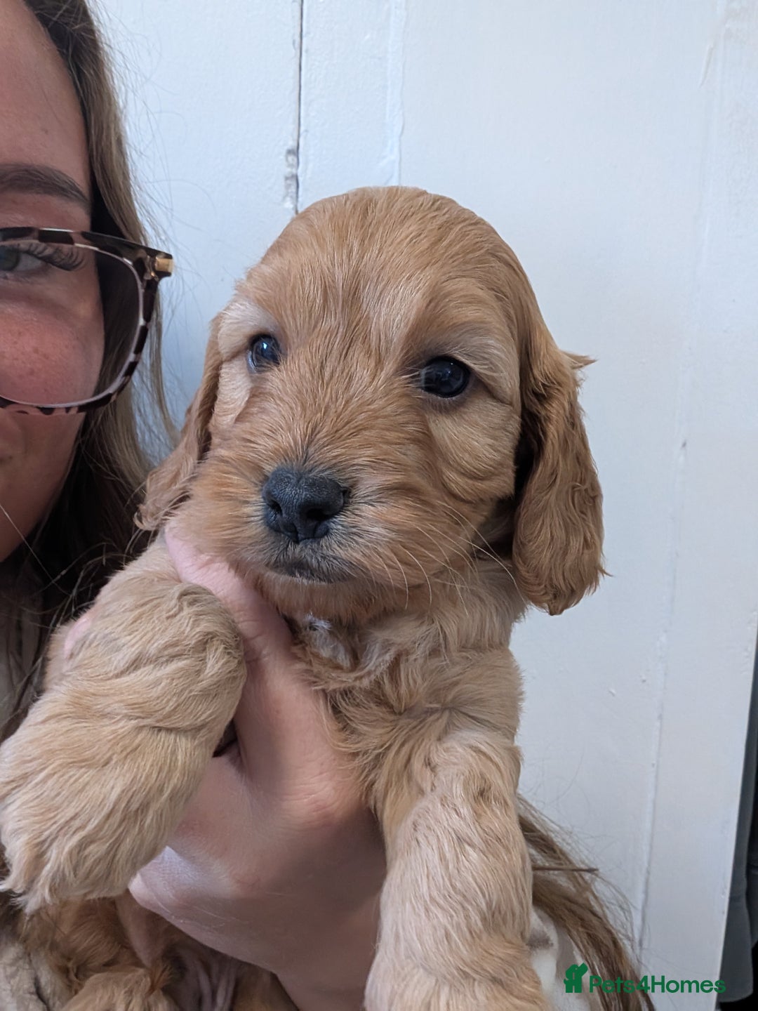 Cockapoo dogs for sale: Red show type cockapoo puppies DNA clear - Image 6