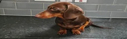 Miniature Dachshund dogs for sale: Beautiful Miniature Daushund Puppies - Advert 28