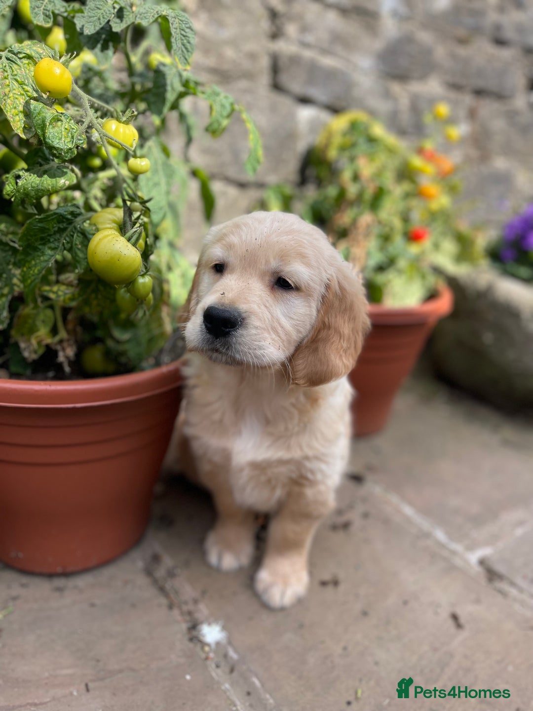 Golden Retriever dogs for sale: Beautiful litter of KC reg Golden Retriever pups  - Image 12
