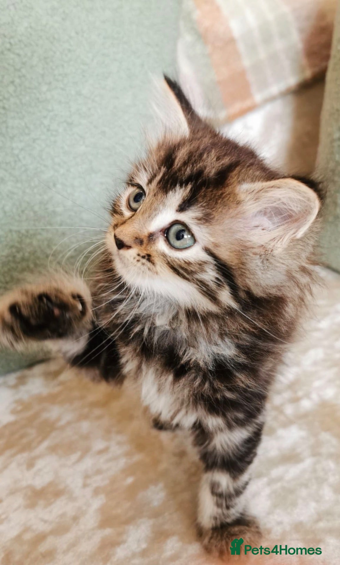 Maine Coon cats 🐾 Beautiful Maine Coon Kittens 🐾 - Advert 14