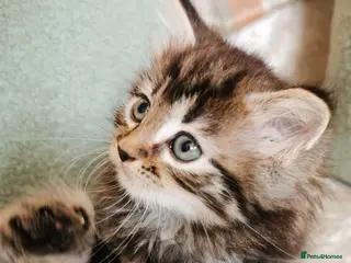 Maine Coon cats 🐾 Beautiful Maine Coon Kittens 🐾 - Advert 5