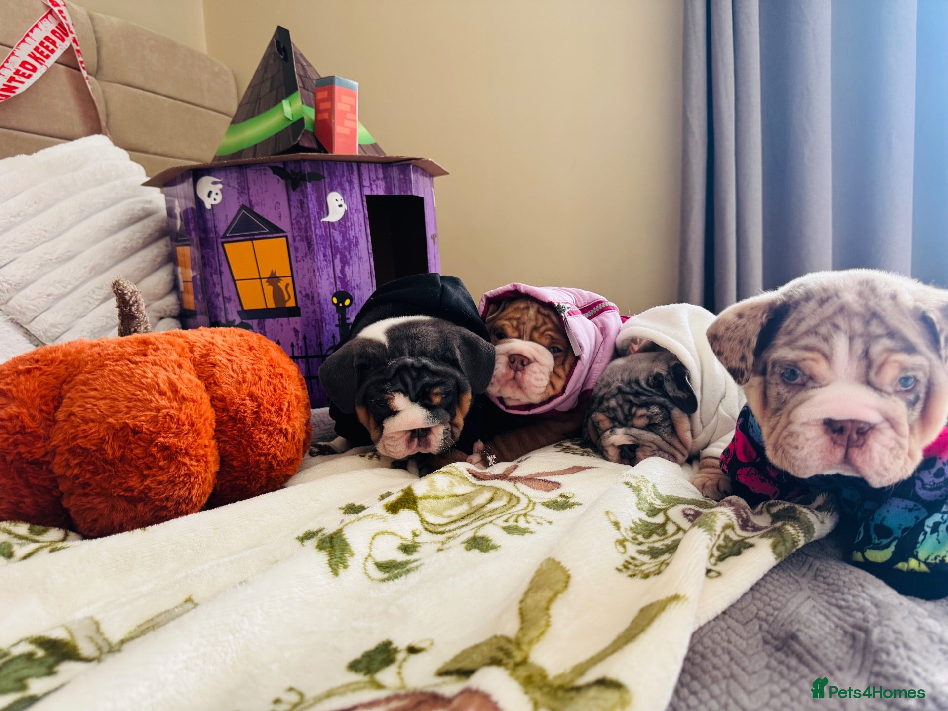 English Bulldog dogs EB pups🧬Posherbulls/Shrinkabulls/Epicbulls ❤️💙🧬 - Advert 1