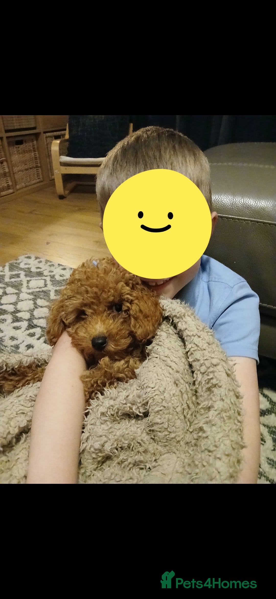 Maltipoo dogs for sale: 1 year old male Maltipoo - Advert 6