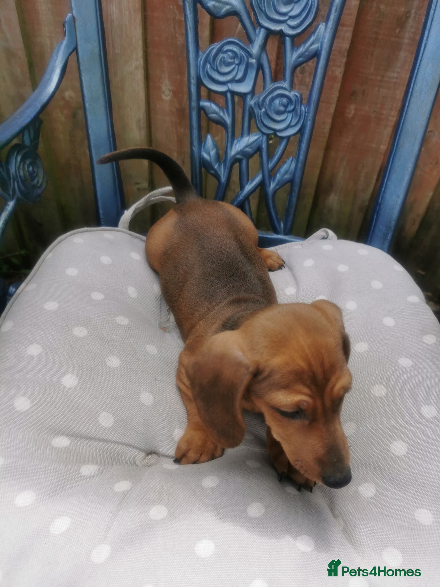 Dachshund dogs  Unusual Playful miniature Dachshound pups  - Advert 1