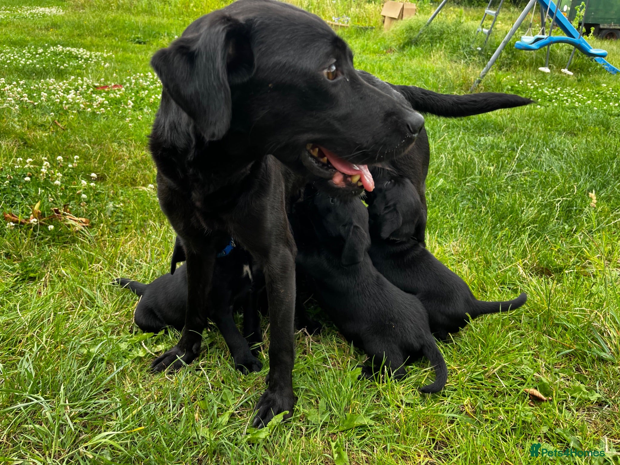 Labrador Retriever dogs Working Labrador Retriever Puppies - Advert 2