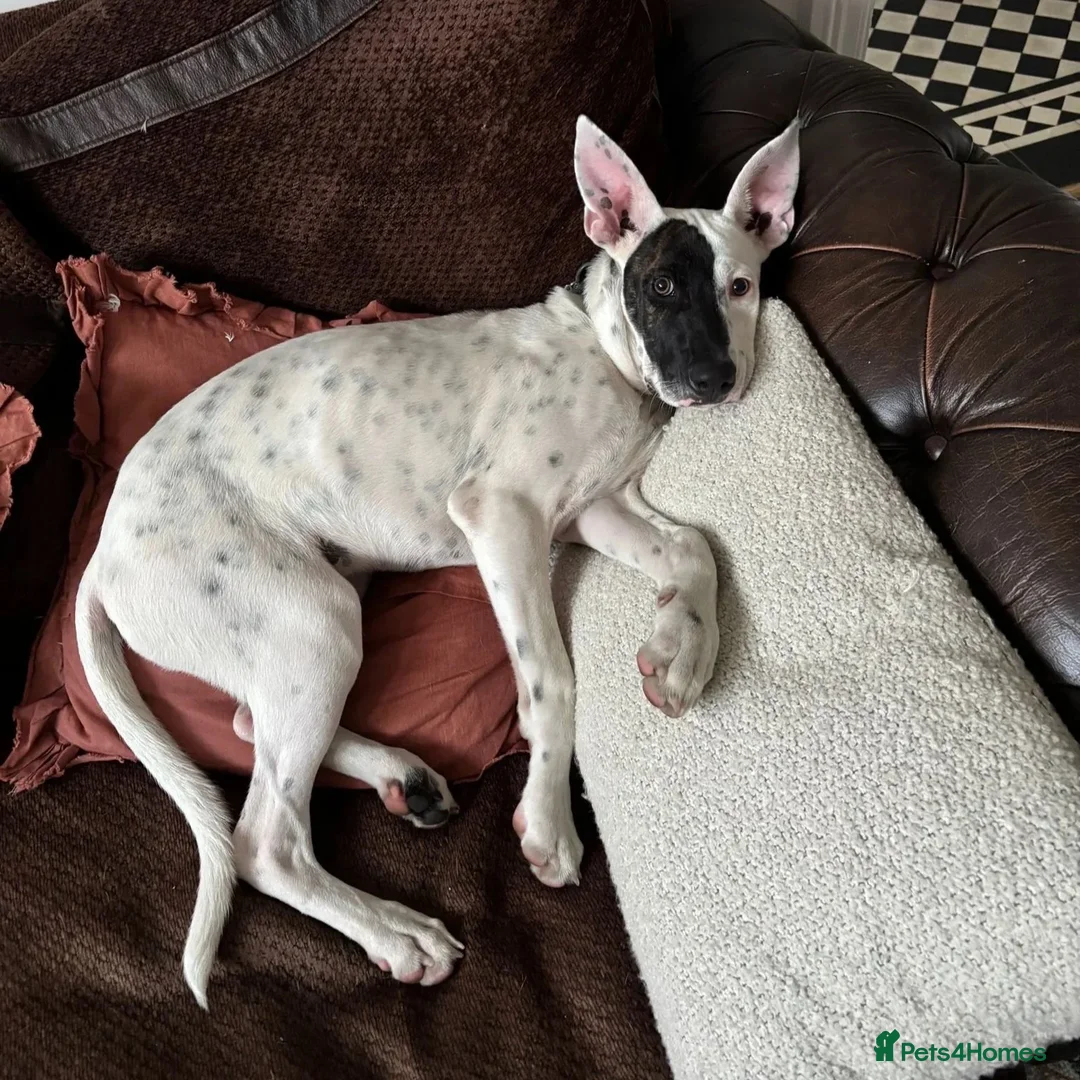 Mixed Breed dogs for adoption: Pika (Shepherd/Staffie mix) - Image 12