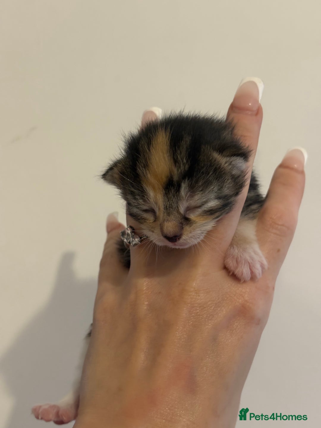 Domestic Shorthair cats for sale: Kittens looking for forever home.  - Image 16