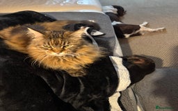 Maine Coon cats for sale: 11 year old Maine coon girl for rehome - Image 2