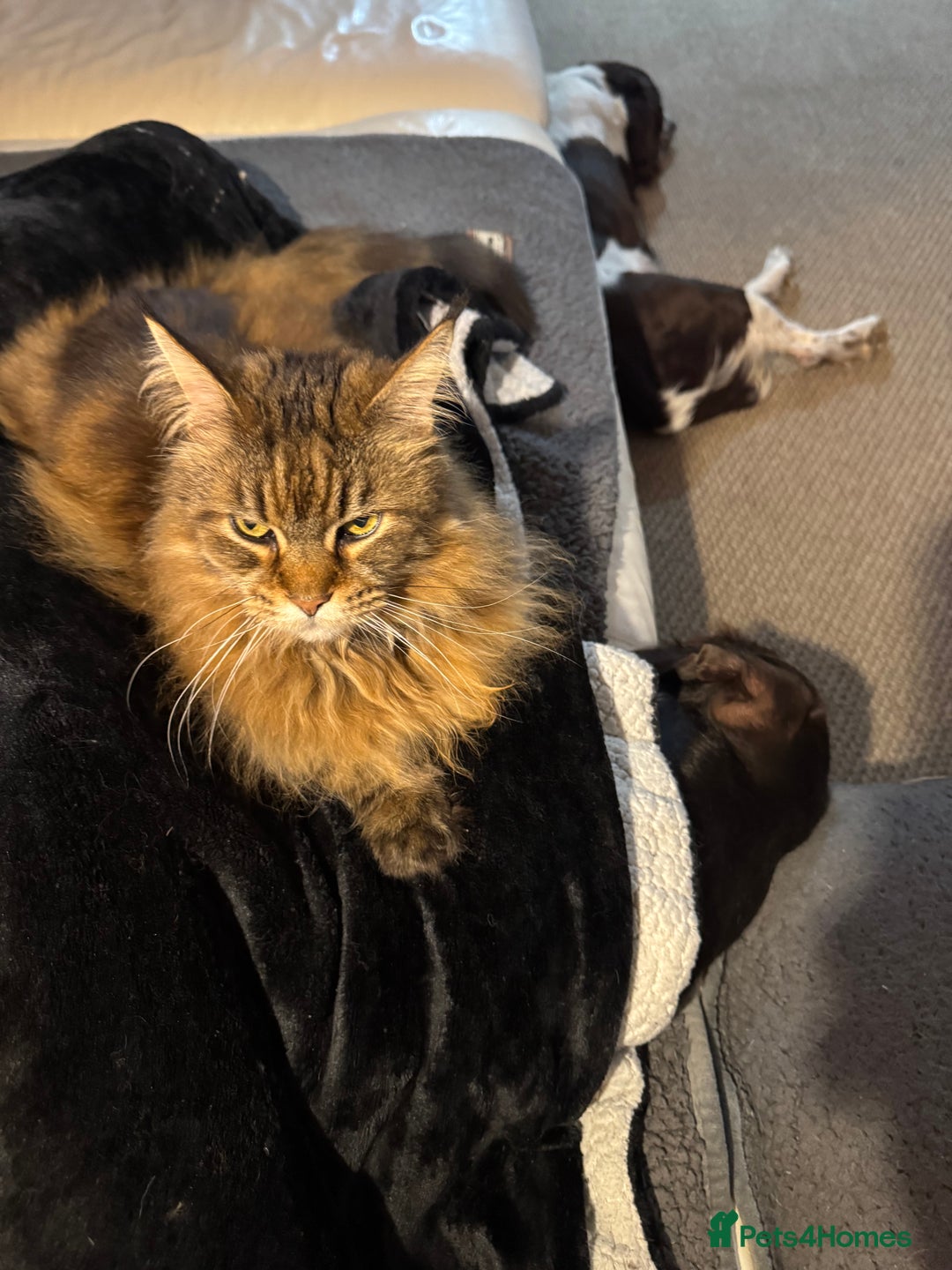 Maine Coon cats for sale: 11 year old Maine coon girl for rehome - Image 2