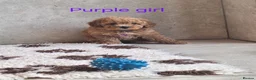 Cavapoochon dogs for sale: Beautiful Cavapoochons 💞 - Advert 11
