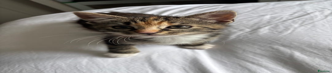 American Shorthair Kitten 1