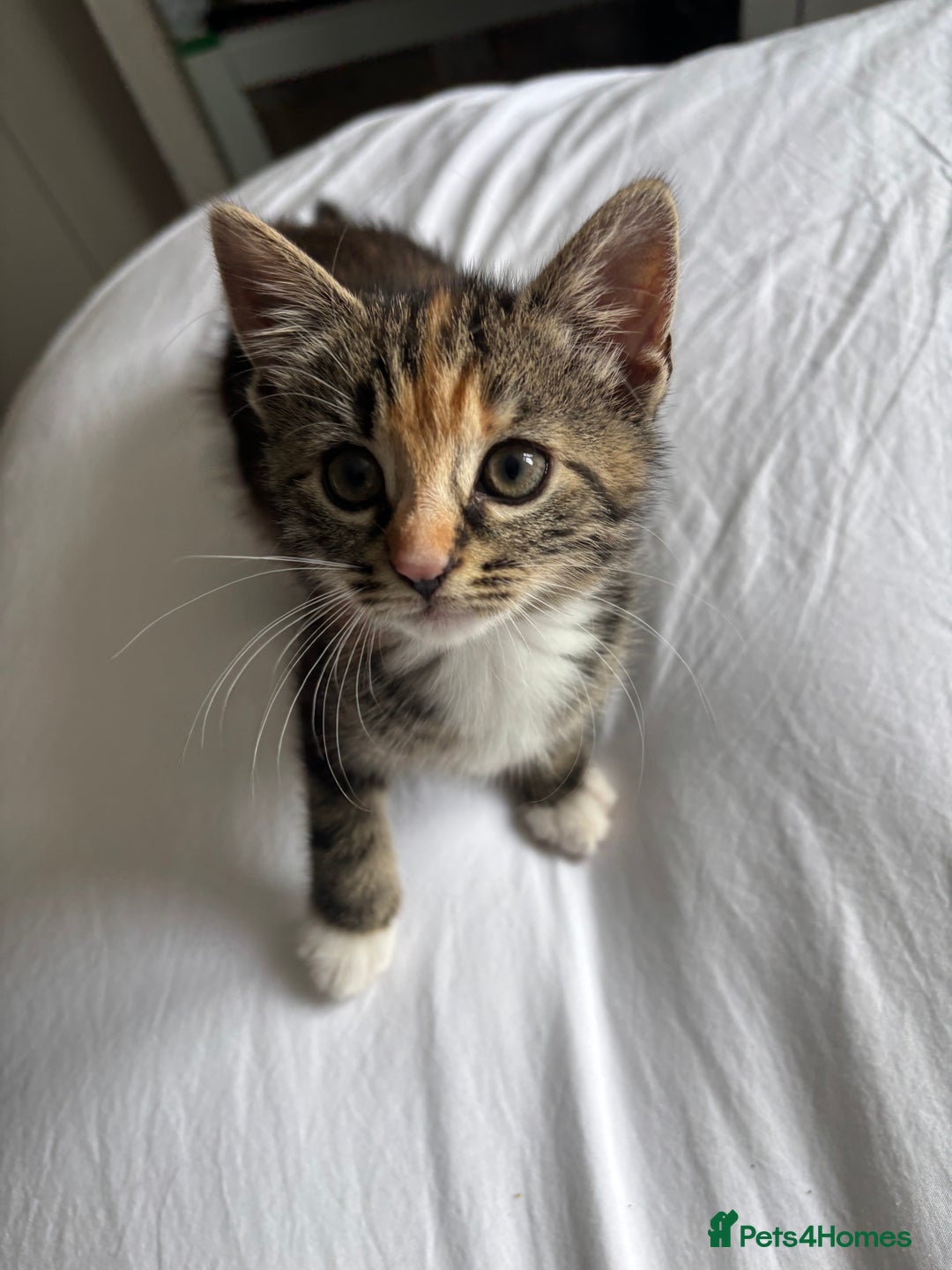 American Shorthair cats for sale: Kitten needs a new home  - Image 2
